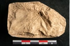 Foto (Detailansicht) von Plantae indet.  (NHMW-GEO-2024-0188-11634)